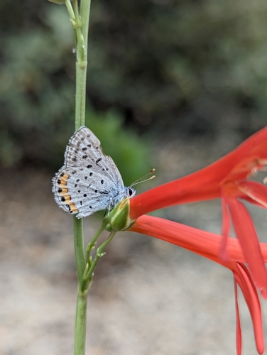 iNaturalist observation photo of Acmon Blue