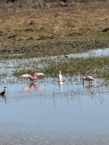 Roseate Spoonbill