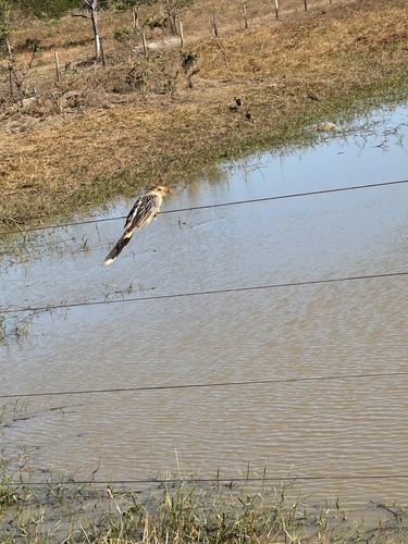 Guira Cuckoo