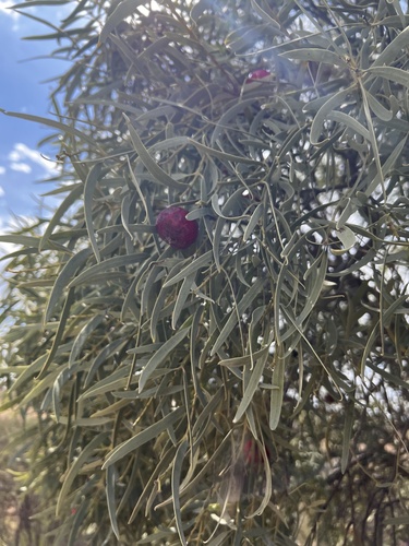 Desert Quandong