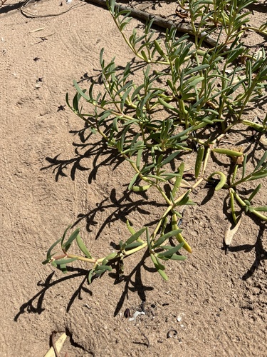 sea purslane