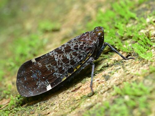 Penthicodes variegata Guérin-Méneville, 1829