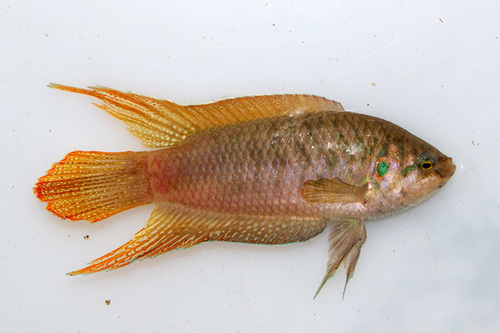 Round-tailed Paradisefish