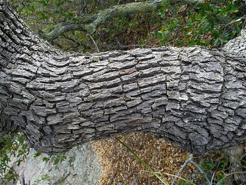 Toumey oak