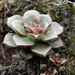 Echeveria longissima - Photo (c) carlosmartorell69, all rights reserved, uploaded by carlosmartorell69