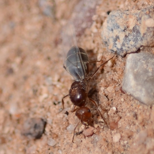 Romaine's Honeypot Ant