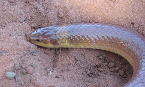 Phalotris nasutus