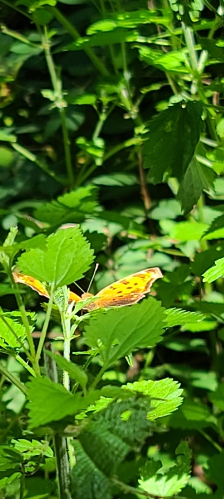 Eastern Comma from Toronto, ON M6R, Canada on July 7, 2024 at 03:23 PM ...