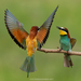 Typical Bee-Eaters - Photo (c) petarbogdanov, all rights reserved, uploaded by petarbogdanov