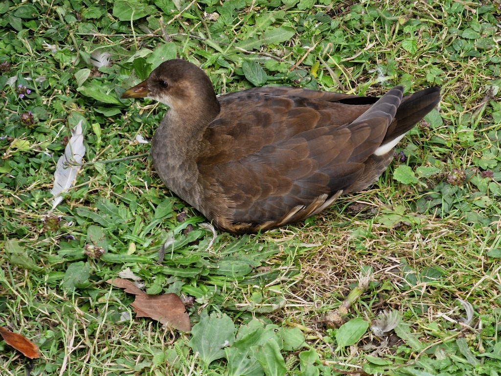 Common Moorhen from Arreton Barns, Arreton, Newport PO30 3AA, UK on ...