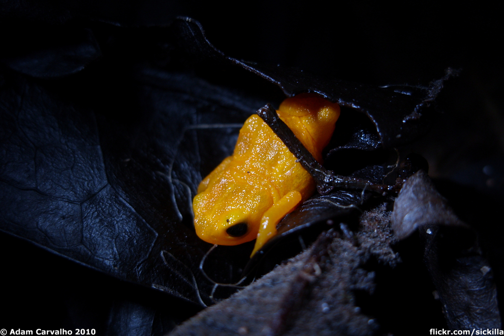 Pumpkin toadlet from parque nacional da tijuca rio de janeiro rj
