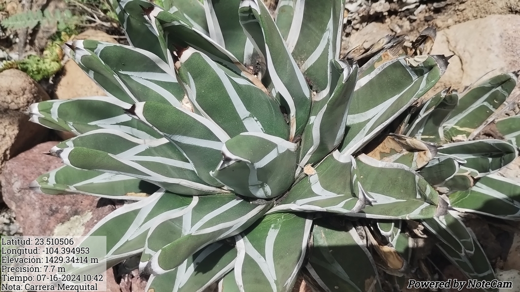 Agave pintilla