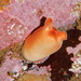 Sea Peach - Photo (c) j-stauffer, all rights reserved, uploaded by j-stauffer