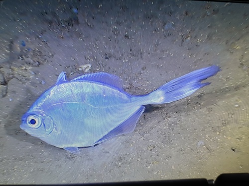 Grammicolepis brachiusculus
