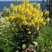 Brassica oleracea - Photo (c) insa, כל הזכויות שמורות