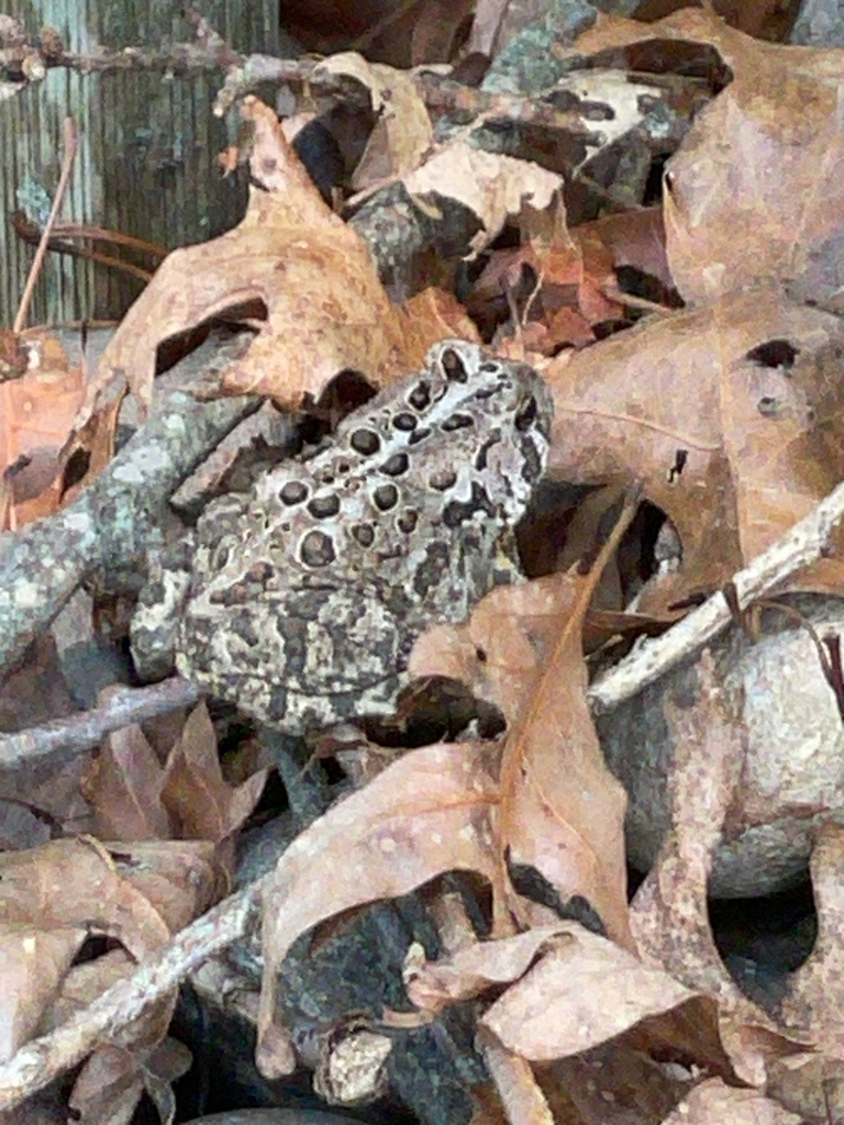 Anaxyrus americanus from Barrington on 2024년 07월 17일 (수) at 02:26 오후 by Lawrence Bacher · iNaturalist Anaxyrus americanus