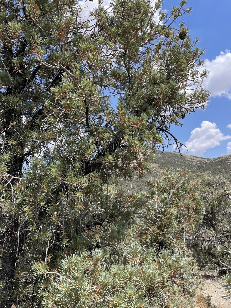 singleleaf pinyon from Goldfield, NV, US on July 19, 2024 at 01:52 PM ...