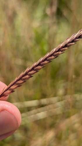 crested dogtail grass