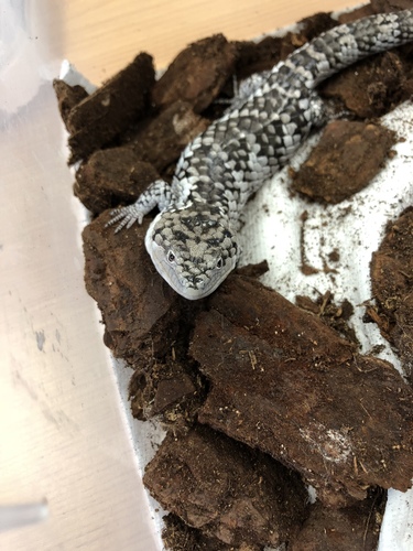 Guerreran Arboreal Alligator Lizard