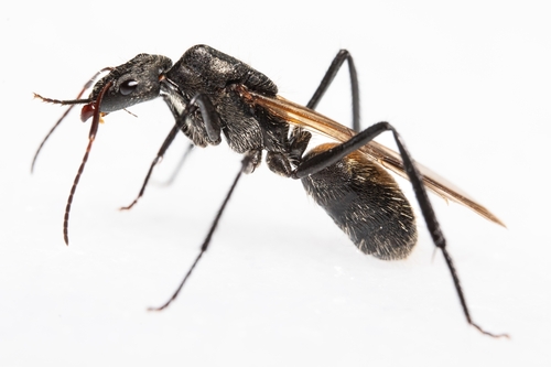 Camponotus depressusCamponotus depressus