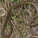 Western Black Tree Snake - Photo (c) Raiwen, all rights reserved, uploaded by Raiwen
