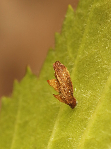 Coleophora lentella