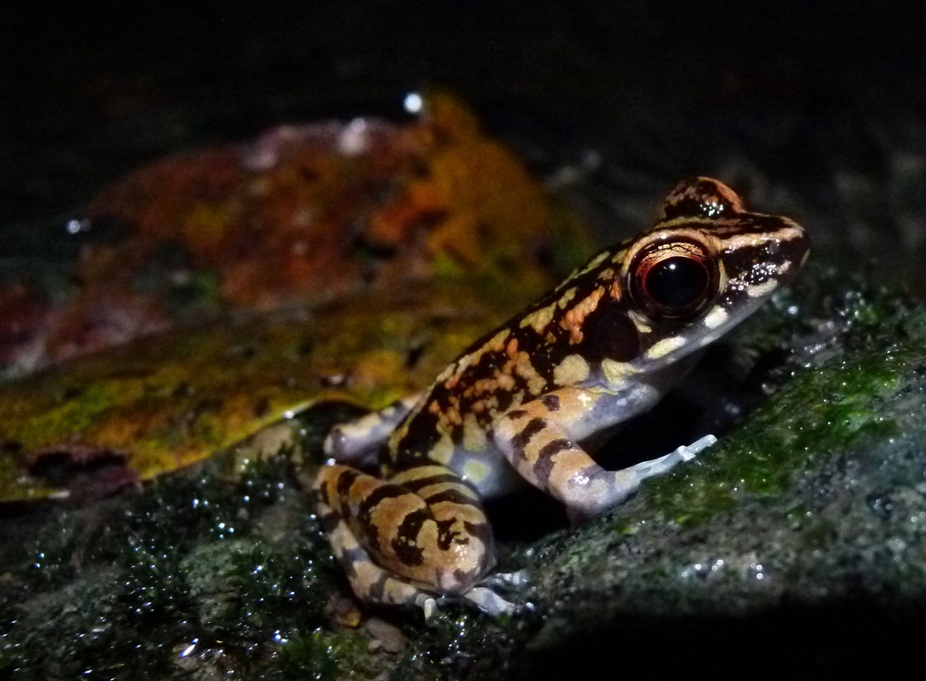 Spotted Stream Frog (Hylarana picturata)