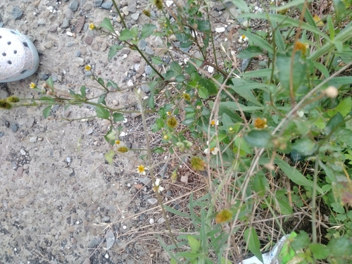 Tridax Daisy