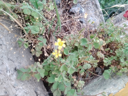 Creeping Woodsorrel