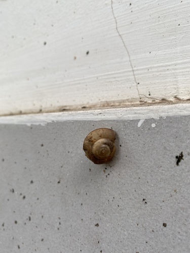 Bradybaena brevispira