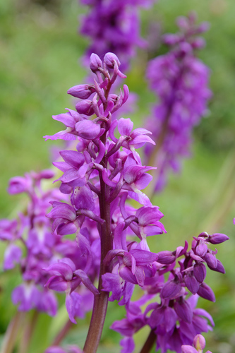 Tribe Orchideae · iNaturalist