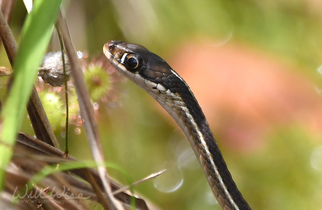 Common Ribbon Snake from Okefenokee NWR; Charlton County, GA, USA on ...