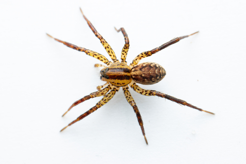 Marsh Wolf Spider
