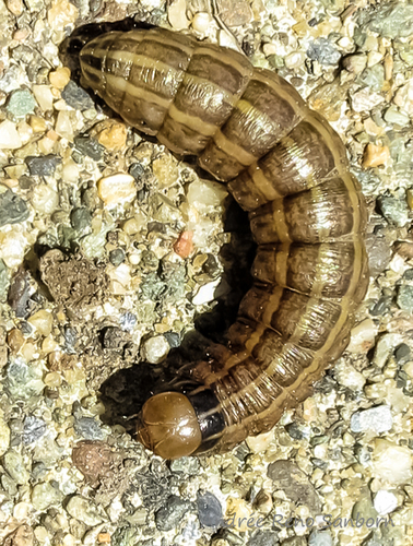 Bronzed Cutworm Moth