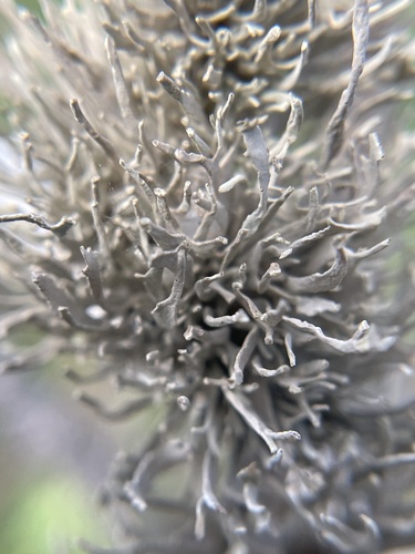 Roccella gracilis