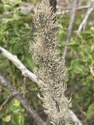 Roccella gracilis