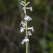 Lobelia floridana - Photo 由 Owen Ridgen 所上傳的 (c) Owen Ridgen，保留所有權利