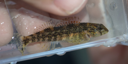 Gulf Darter