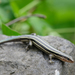 Plestiodon barbouri - Photo (c) Susan Myers, todos los derechos reservados, subido por Susan Myers