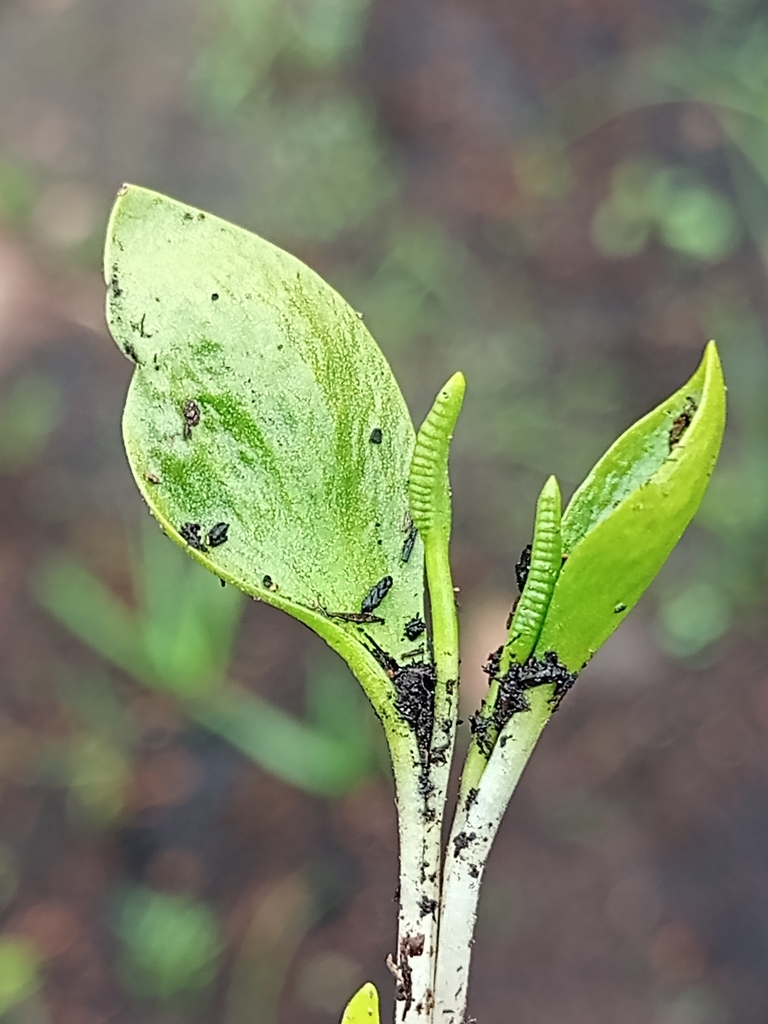 limestone adder's-tongue from Tlaxco, MX-TL, MX on July 19, 2024 at 04: ...