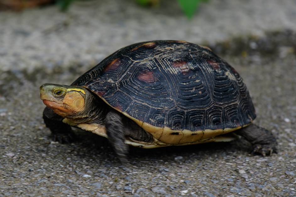 Ryukyu Yellow-margined Box Turtle in May 2019 by Susan Myers · iNaturalist