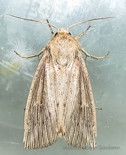 Leucania linita Guenée, 1852