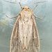 Linen Wainscot Moth - Photo (c) Andrée Reno Sanborn, all rights reserved, uploaded by Andrée Reno Sanborn