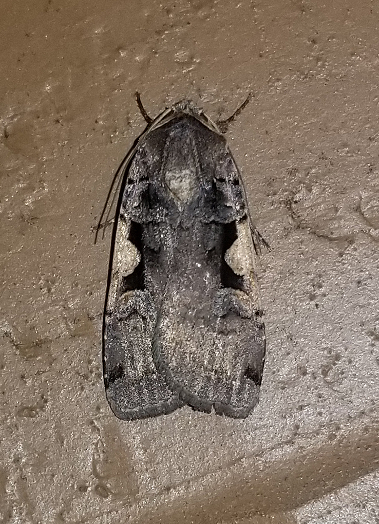 Greater Black-letter Dart from Fentress County, TN, USA on July 20 ...