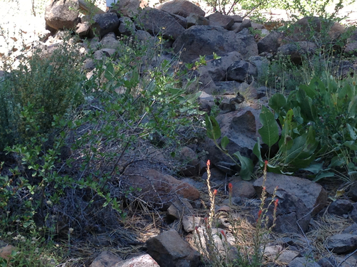 iNaturalist observation photo of Western Chipmunks