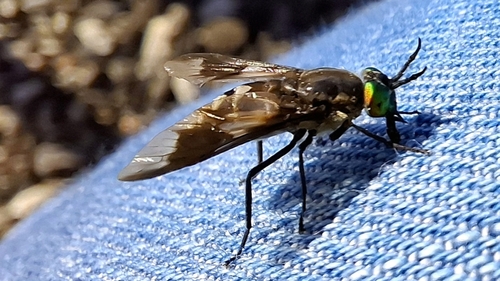Twin-lobed Deer Fly