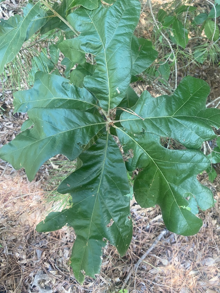 southern red oak from New Quarter Park, Williamsburg, VA, US on July 20 ...