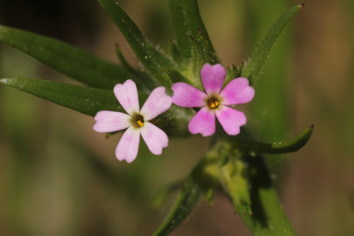 Microsteris gracilis