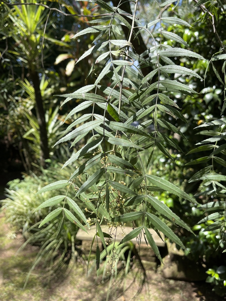 Peruvian Pepper Tree from Nova Palma, BR-RS, BR on October 15, 2023 at ...
