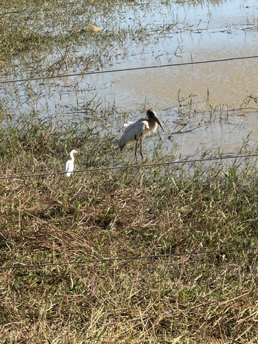 Wood Stork